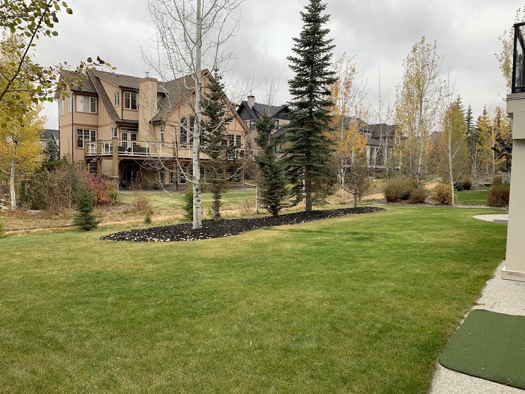 Backyard lawn and evergreen garden bed after fall cleanup